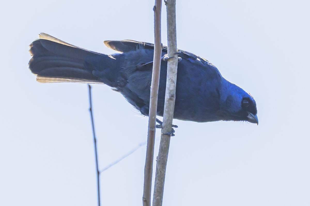 Diademed Tanager - ML638448012