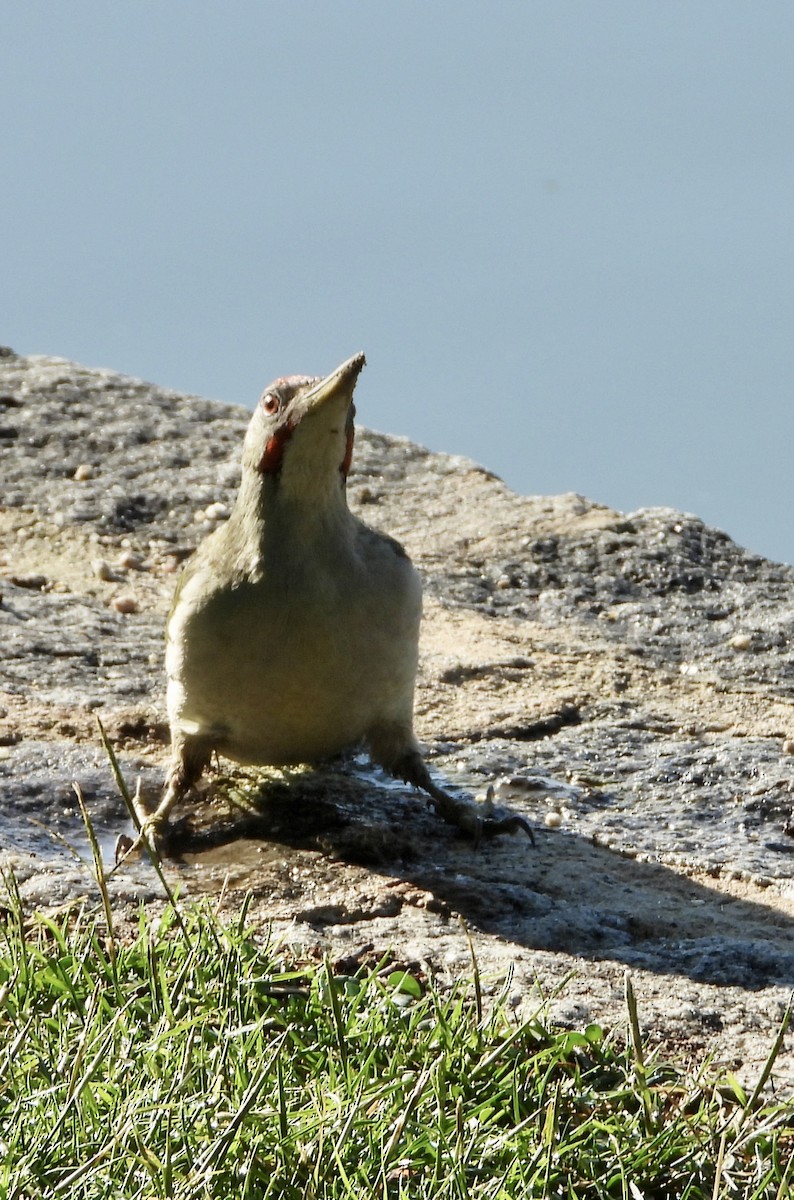 Iberian Green Woodpecker - ML638448030