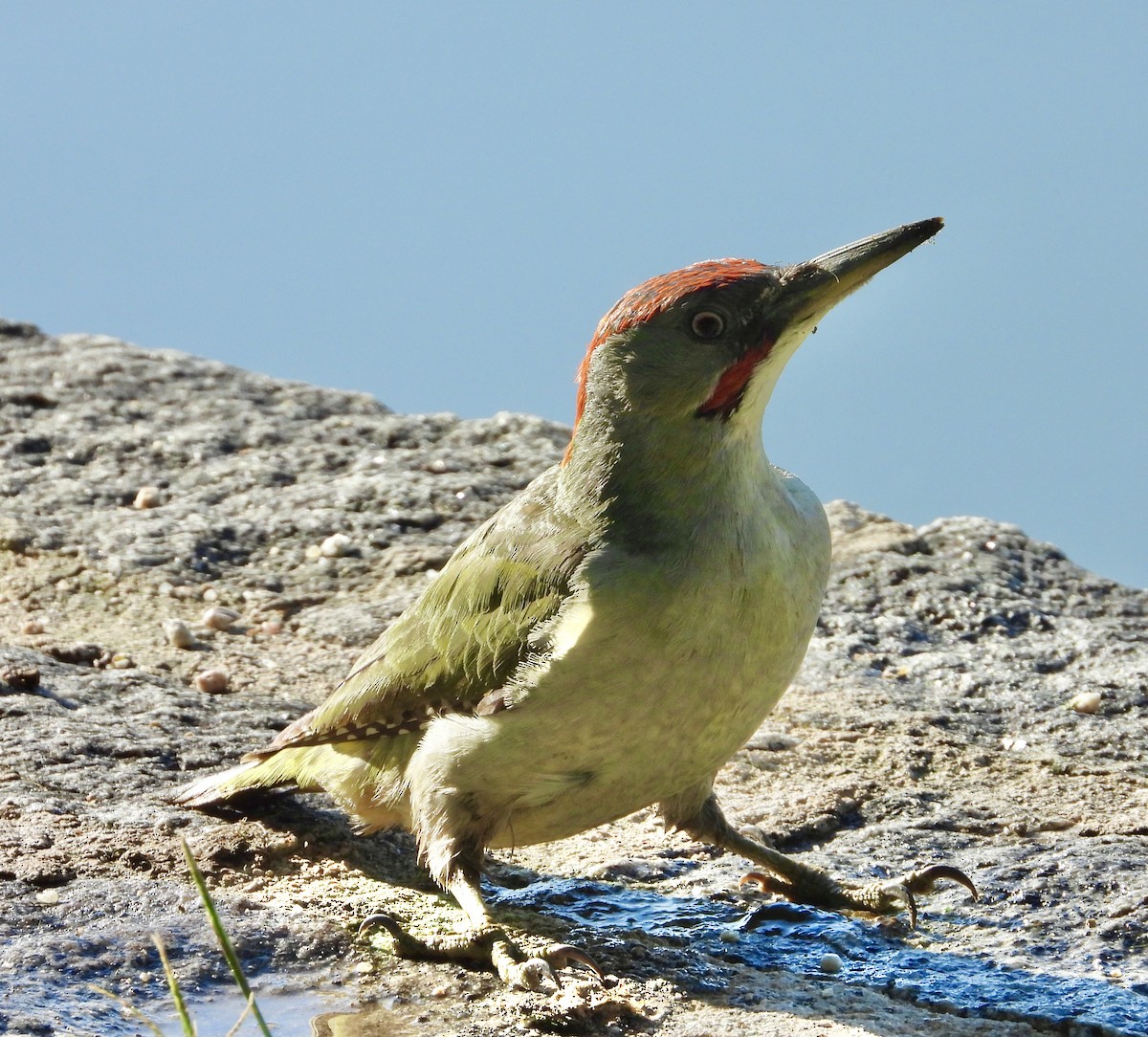 Iberian Green Woodpecker - ML638448031