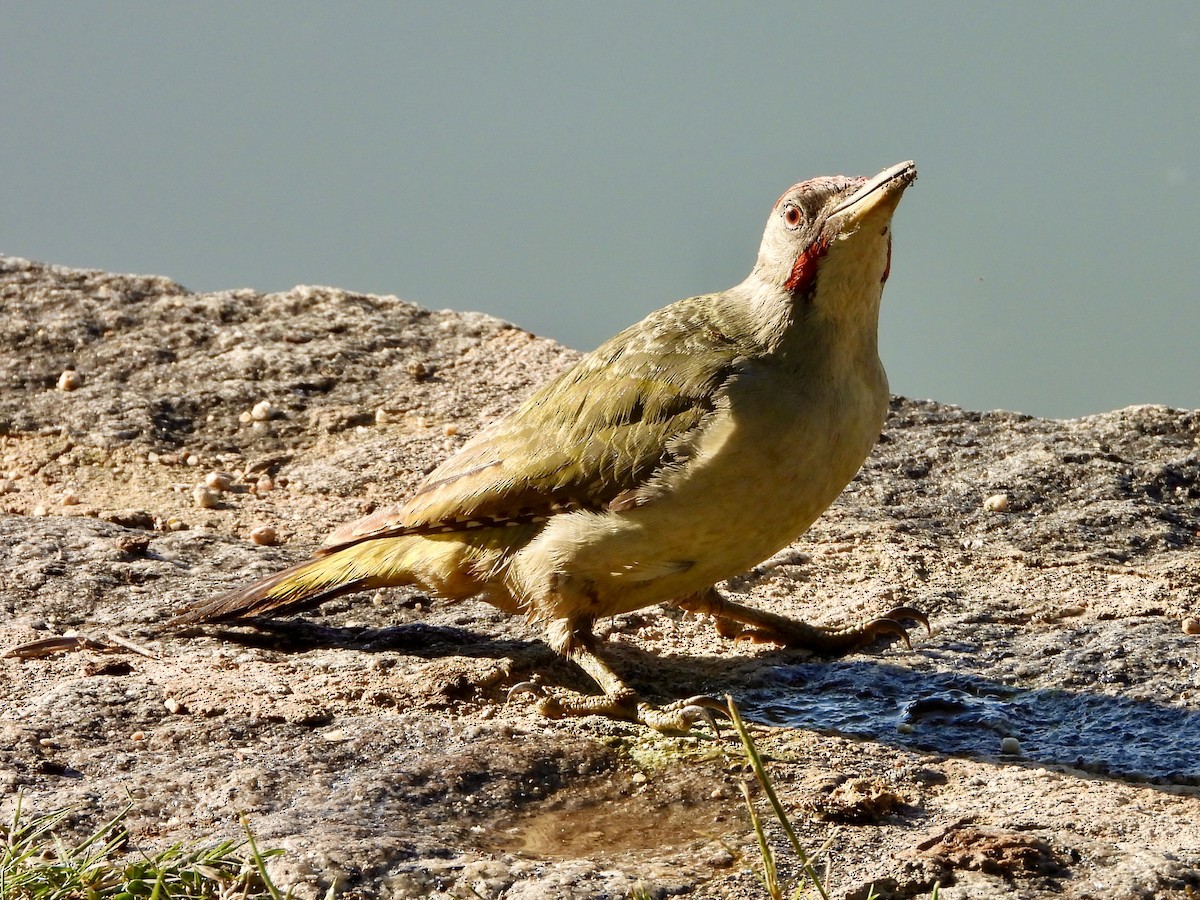 Iberian Green Woodpecker - ML638448032