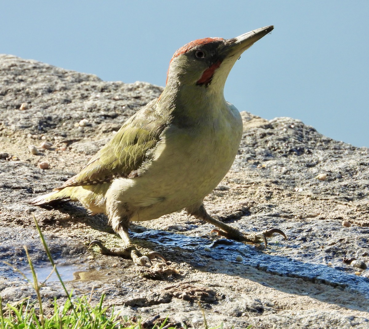 Iberian Green Woodpecker - ML638448033