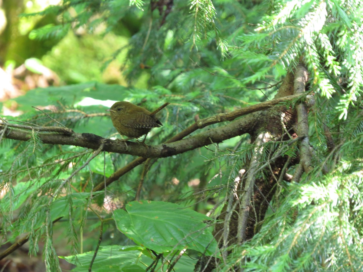 Winter Wren - ML638448048