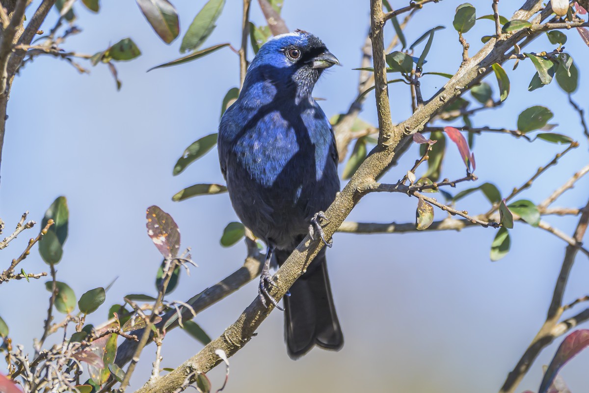 Diademed Tanager - ML638448149