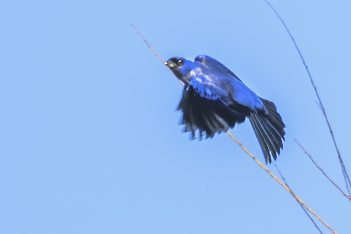 Diademed Tanager - ML638448151