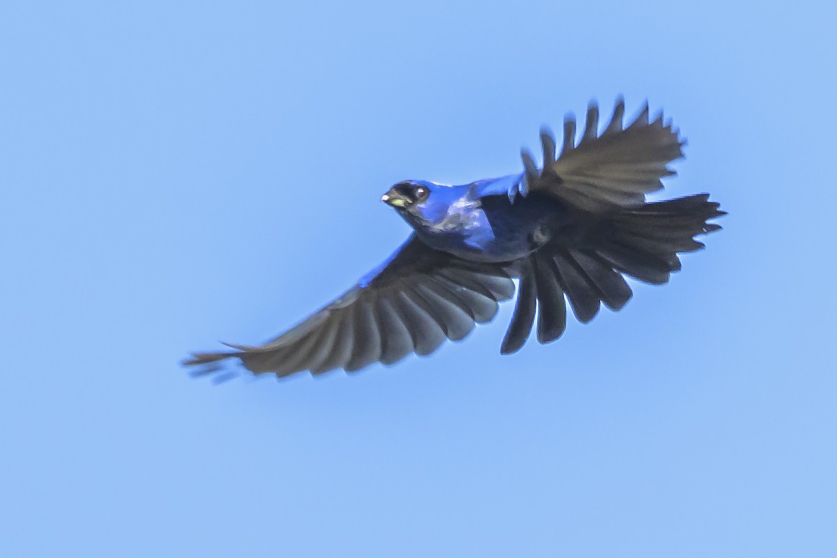 Diademed Tanager - ML638448153