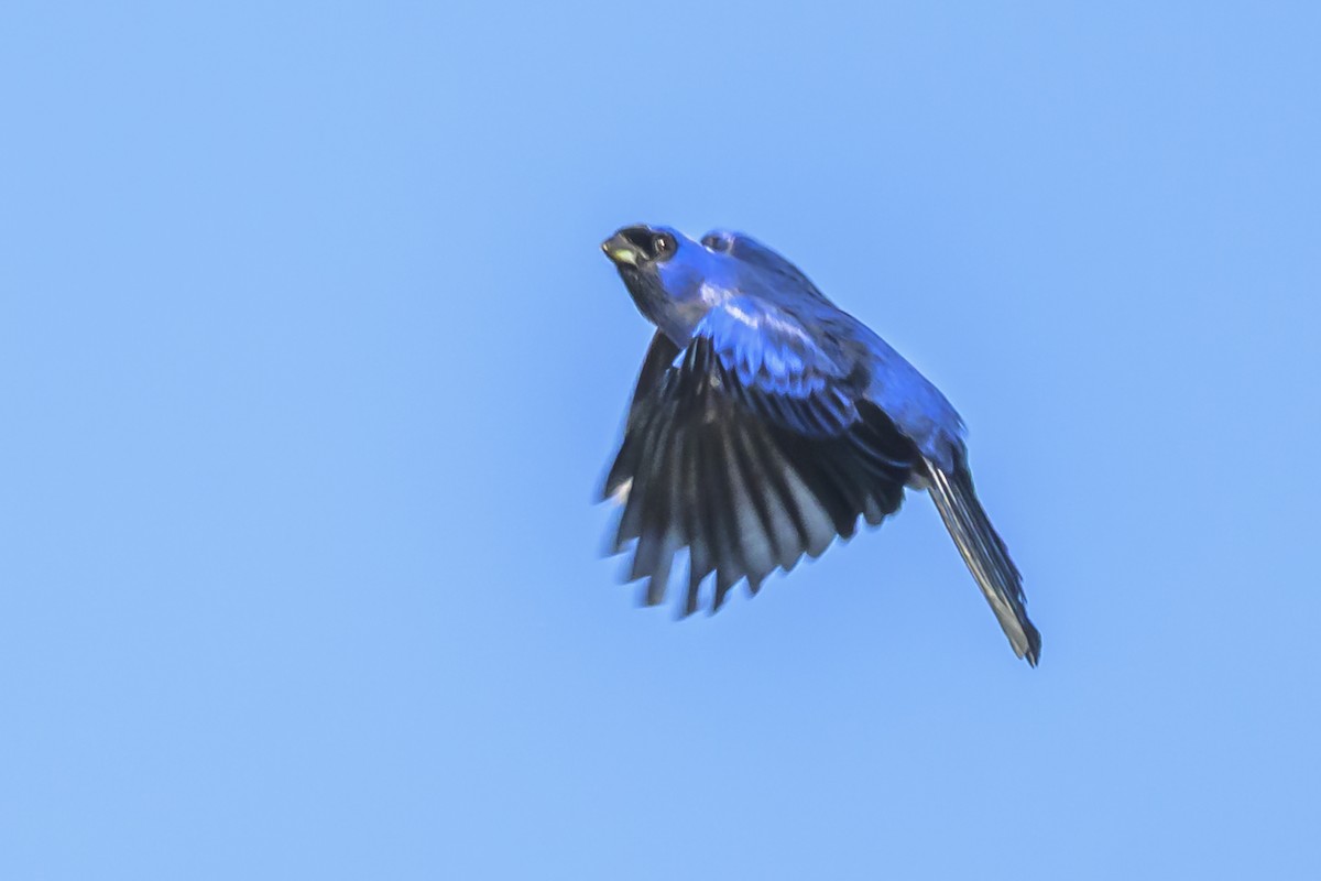 Diademed Tanager - ML638448154