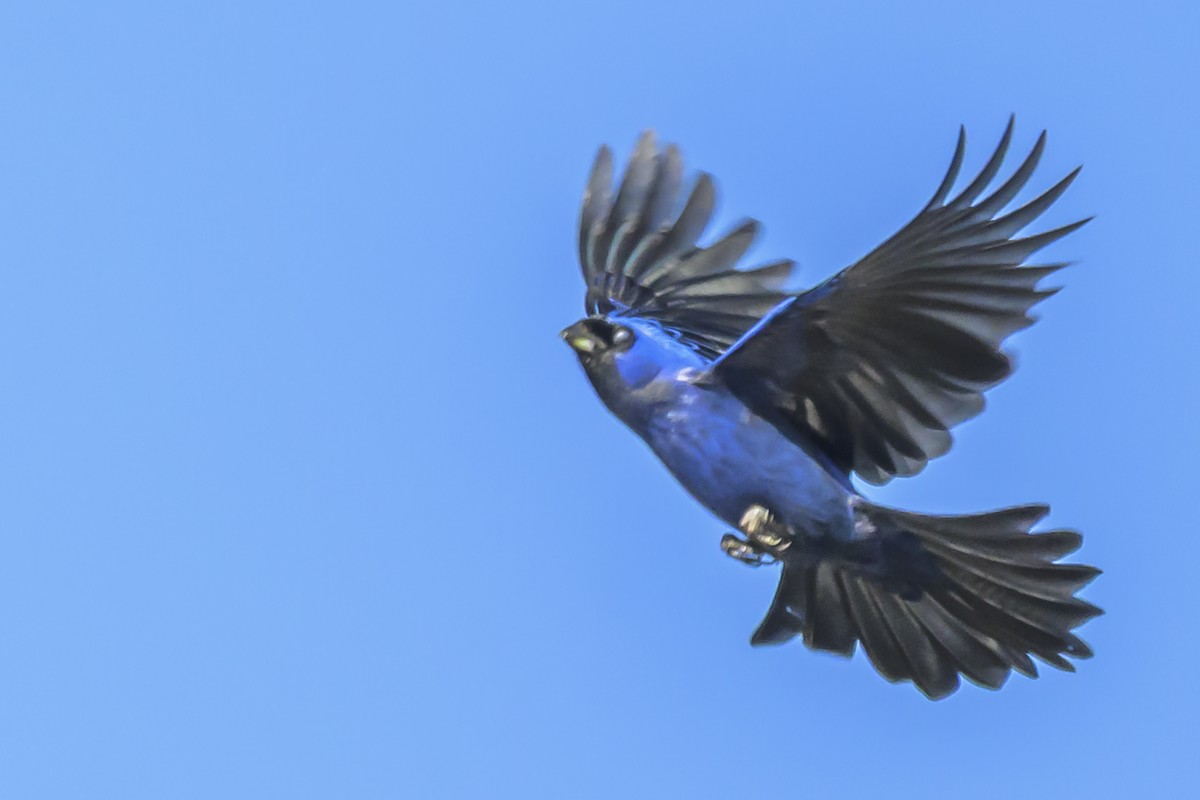 Diademed Tanager - ML638448155