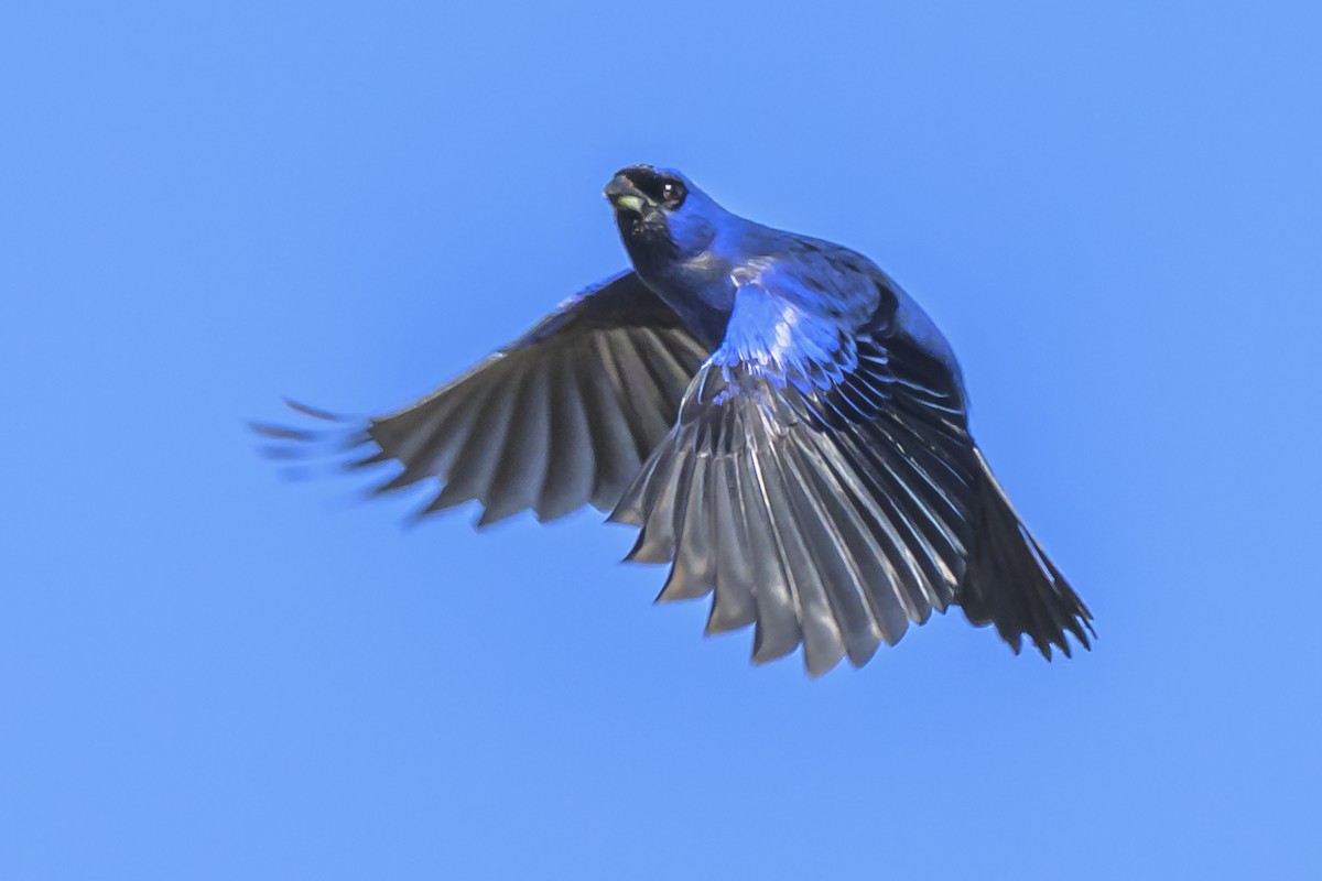 Diademed Tanager - ML638448156