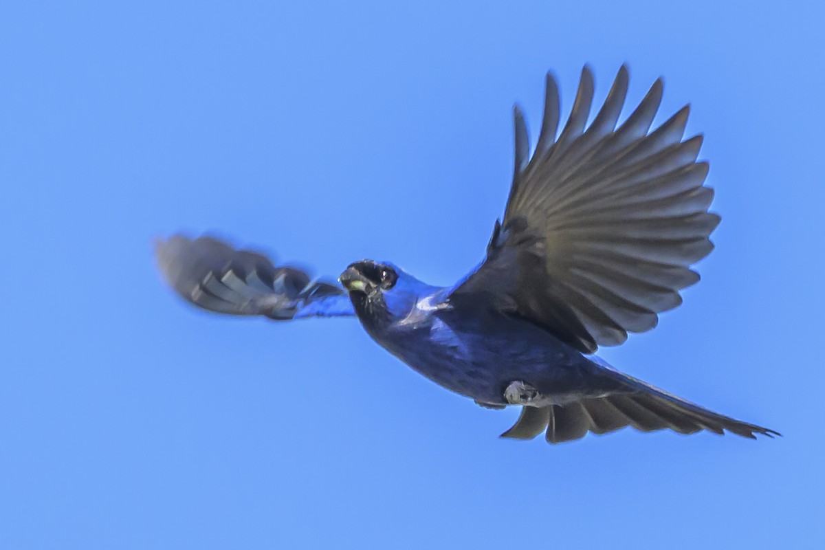 Diademed Tanager - ML638448160