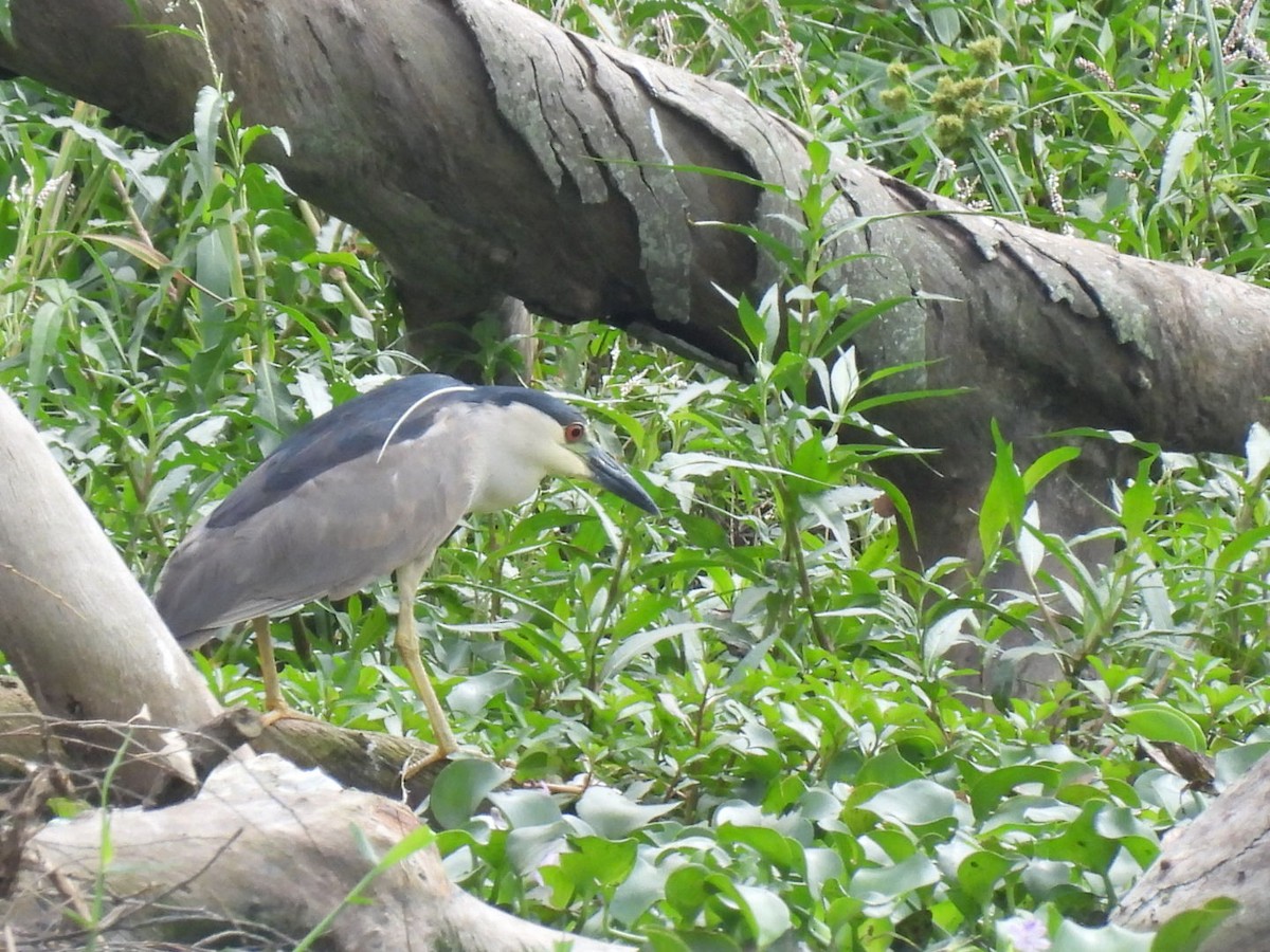 Black-crowned Night Heron - ML638448349