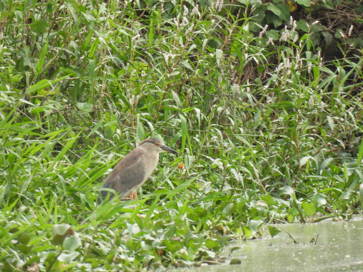 Black-crowned Night Heron - ML638448350