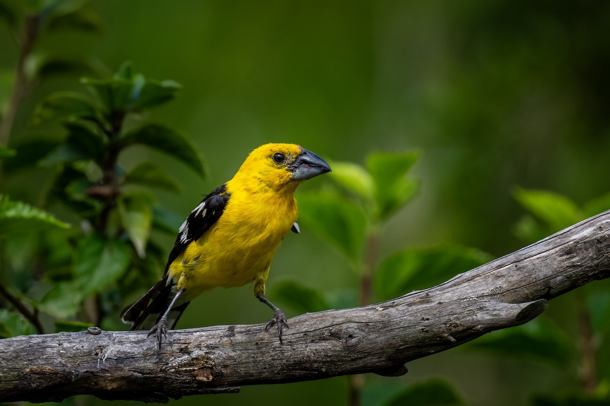 Golden Grosbeak - ML638448363