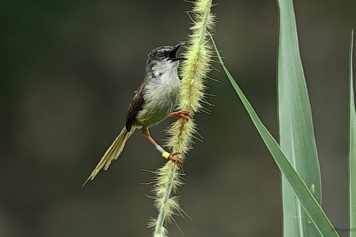 Yellow-bellied Prinia - ML638448366