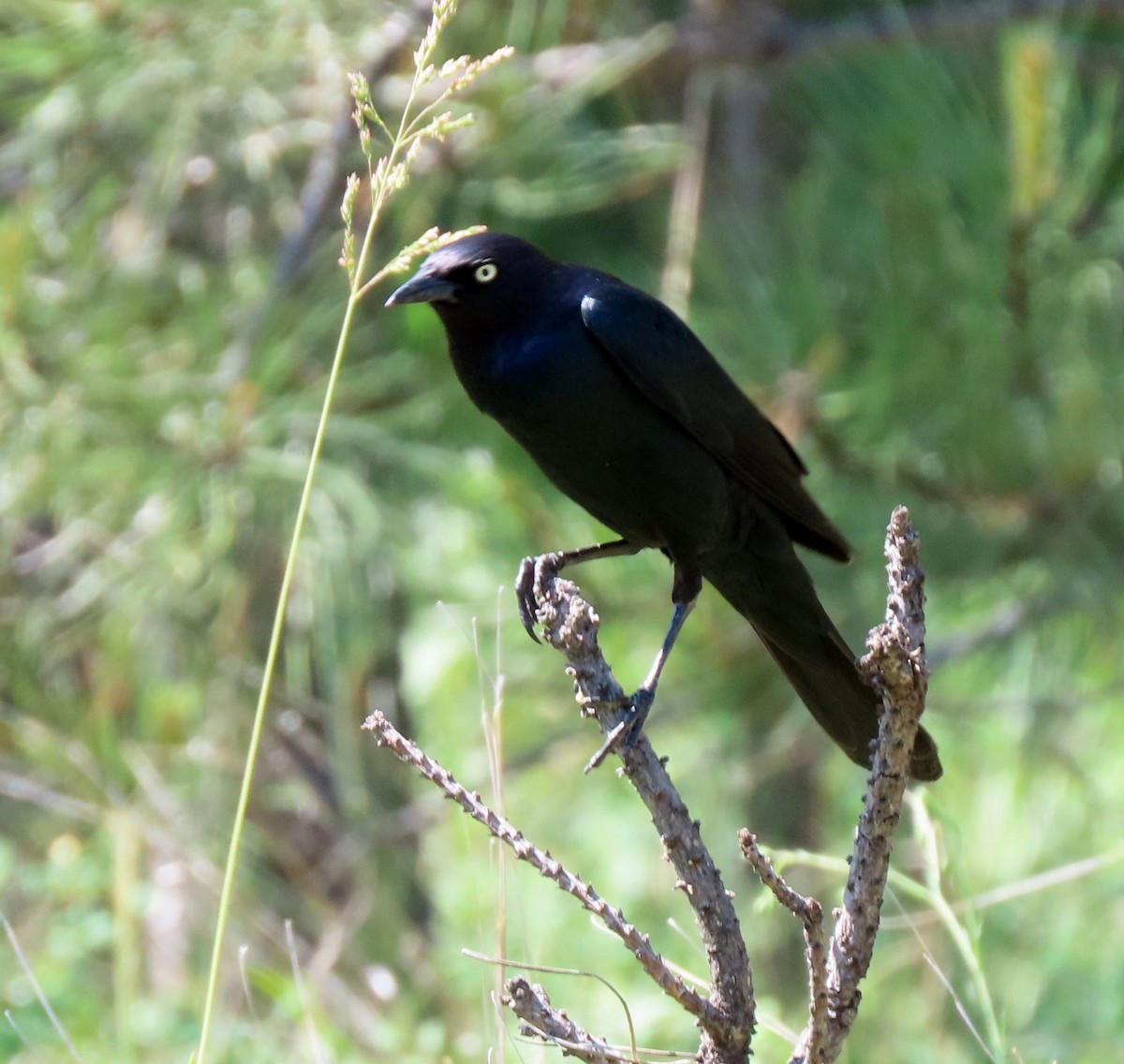 Brewer's Blackbird - ML638448374