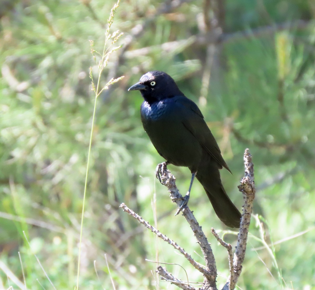 Brewer's Blackbird - ML638448375