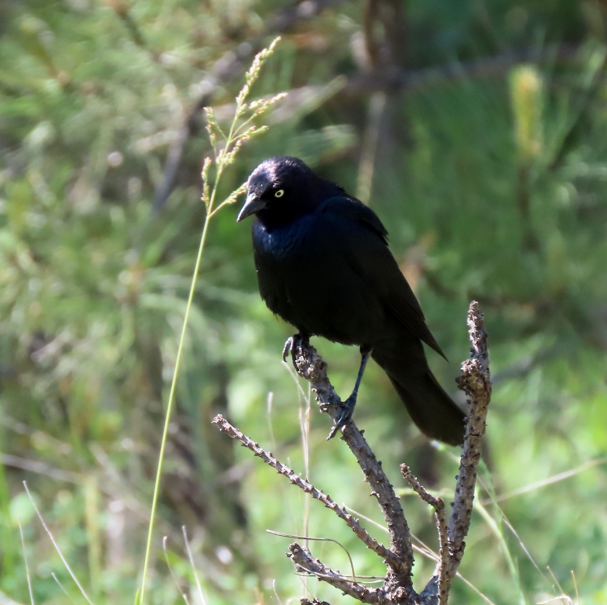 Brewer's Blackbird - ML638448376