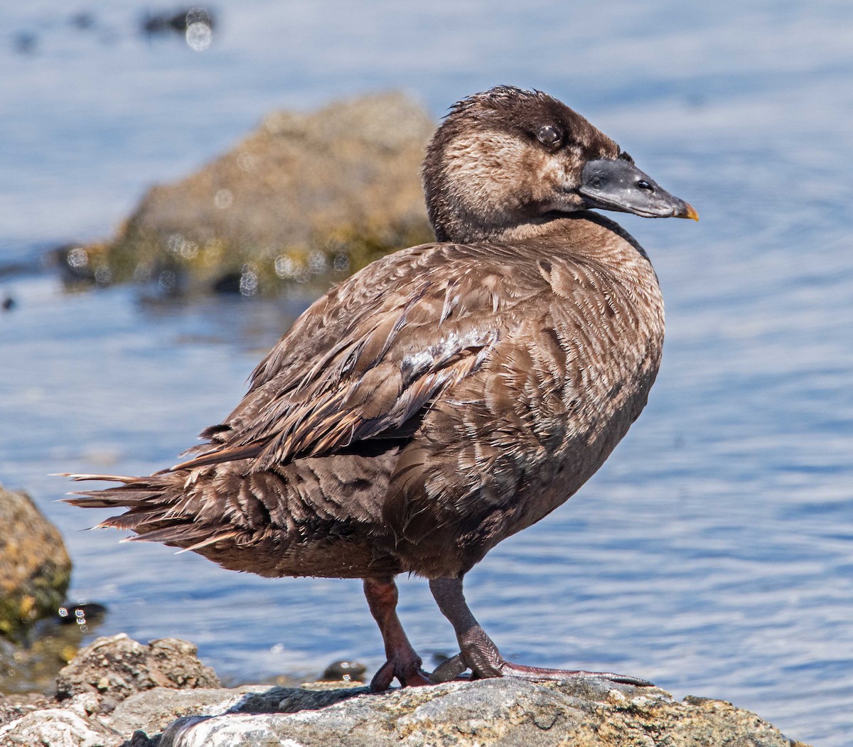 Surf Scoter - ML638448468