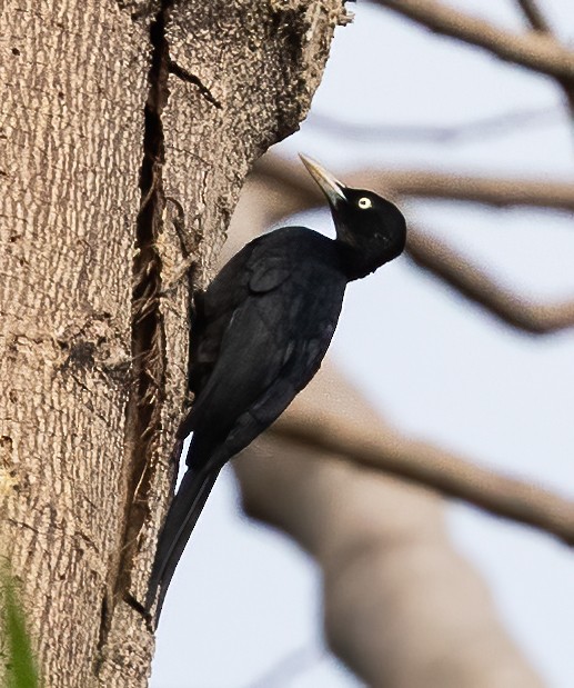 Northern Sooty-Woodpecker - ML638448509