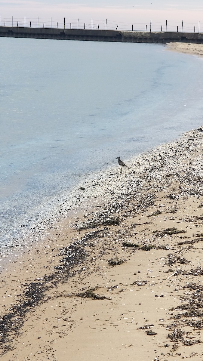Greater Yellowlegs - ML638448533