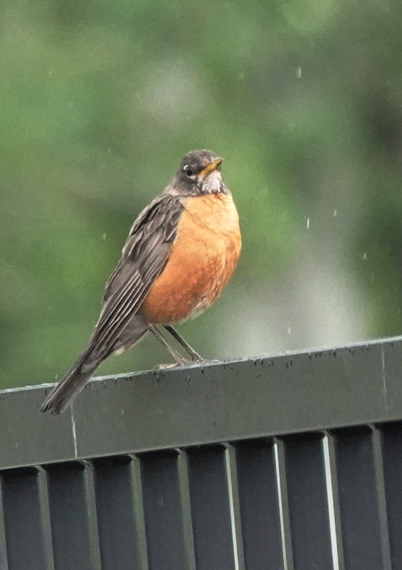 American Robin - ML638448545