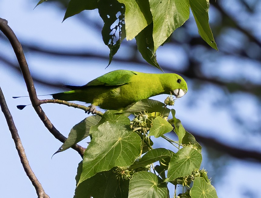 Green Racquet-tail - ML638448550
