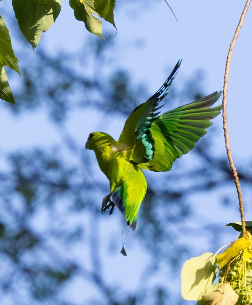 Green Racquet-tail - ML638448551