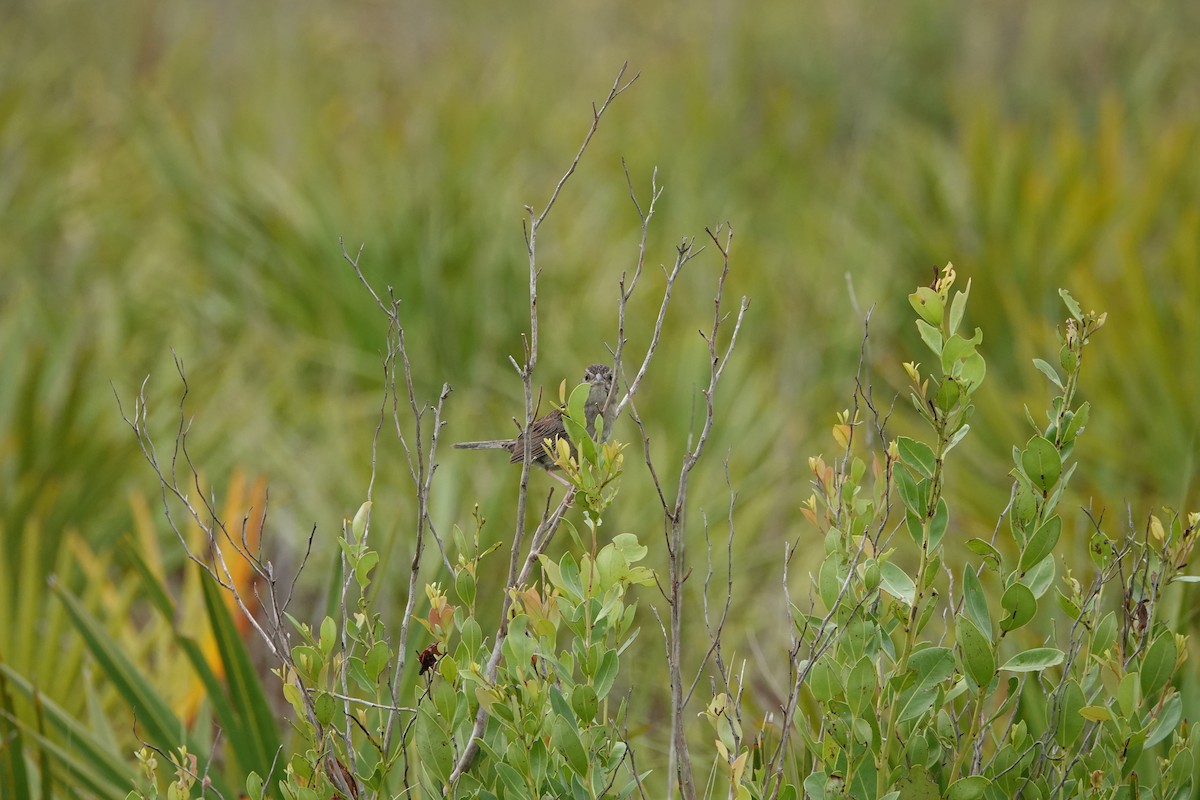 Bachman's Sparrow - ML638448574