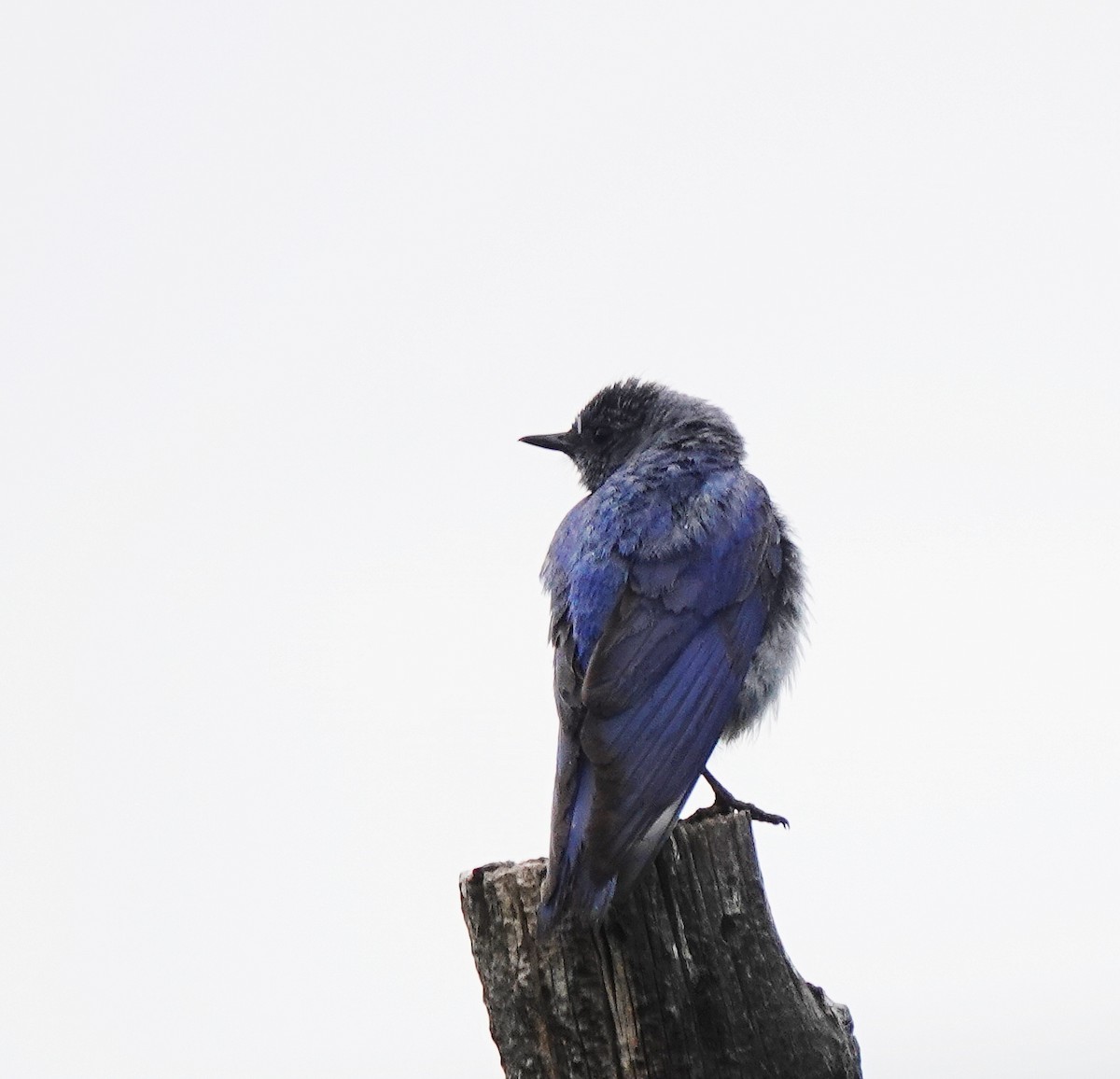 Mountain Bluebird - ML638448591