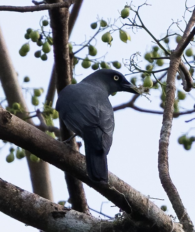 Bar-bellied Cuckooshrike (Philippine) - ML638448599