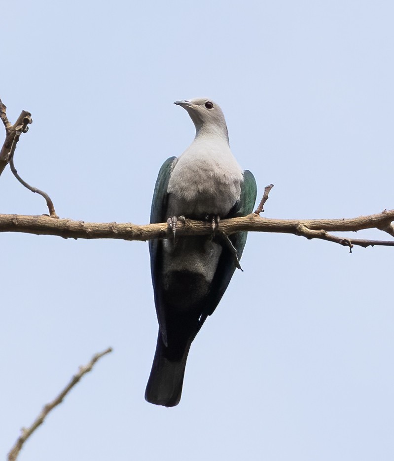 Green Imperial-Pigeon (Green) - ML638448629
