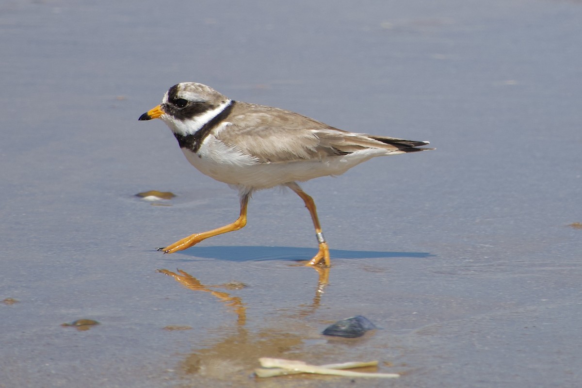 Common Ringed Plover - ML638448636