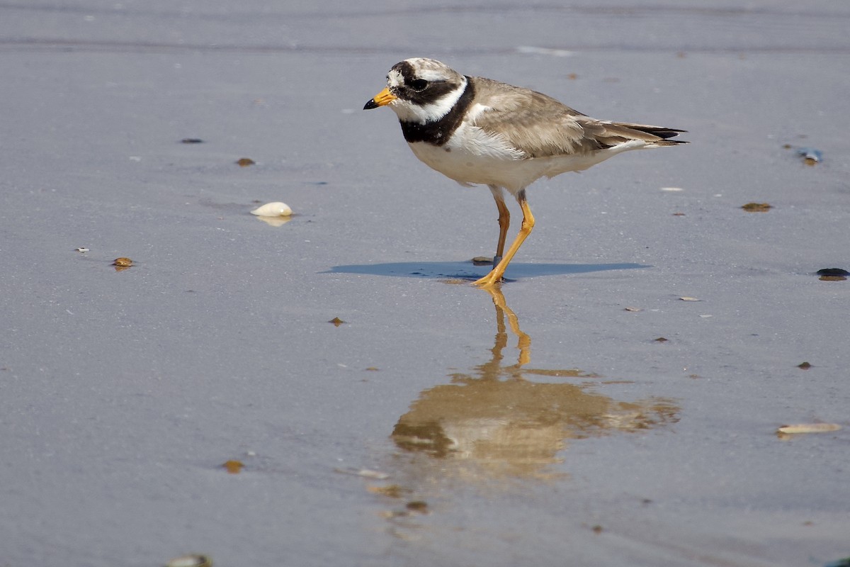 Common Ringed Plover - ML638448637