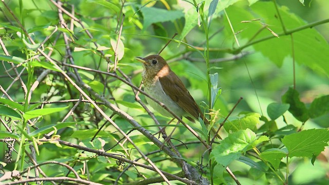 Weidenmusendrossel - ML638448648