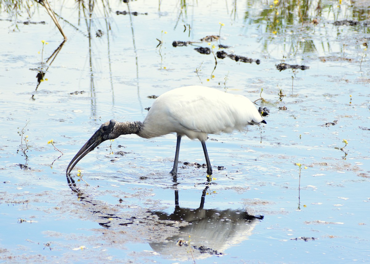 Wood Stork - ML638448651