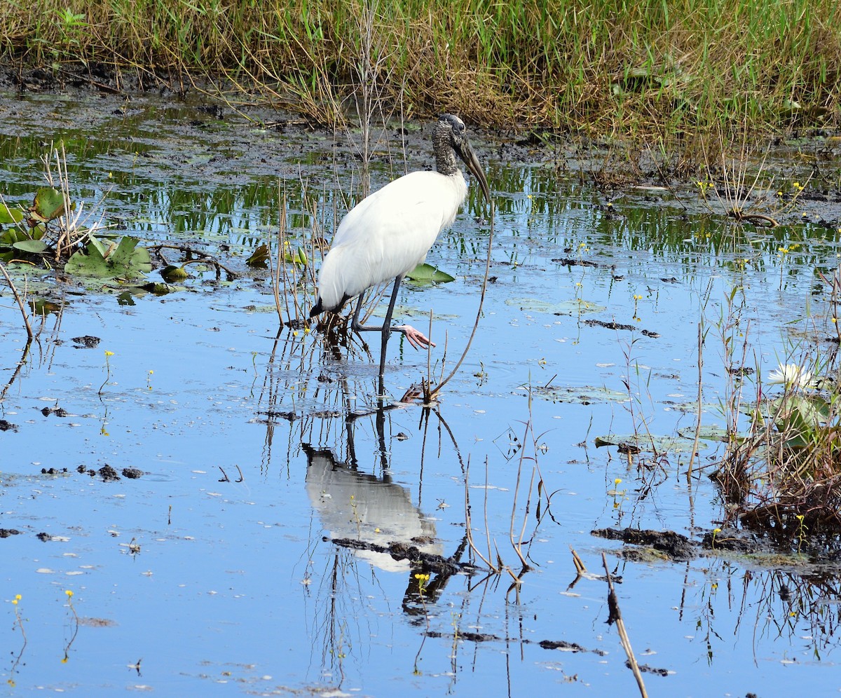 Wood Stork - ML638448671
