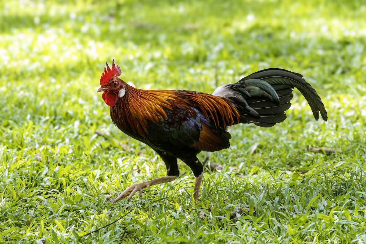Red Junglefowl - ML638448742