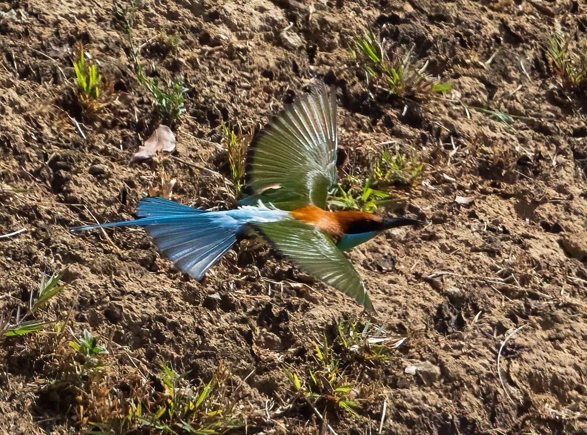 Rufous-crowned Bee-eater - ML638448803