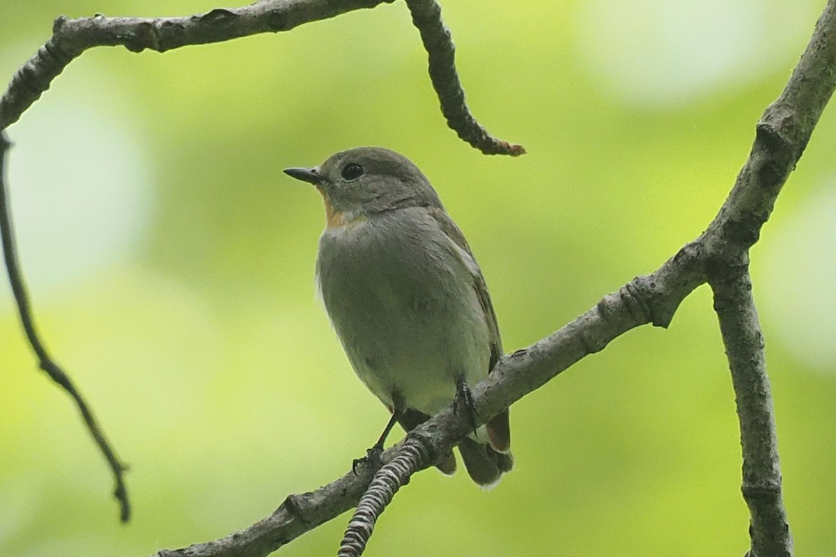 Taiga Flycatcher - ML638448846