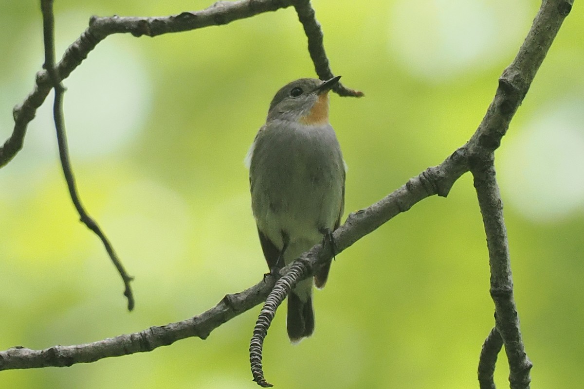 Taiga Flycatcher - ML638448847