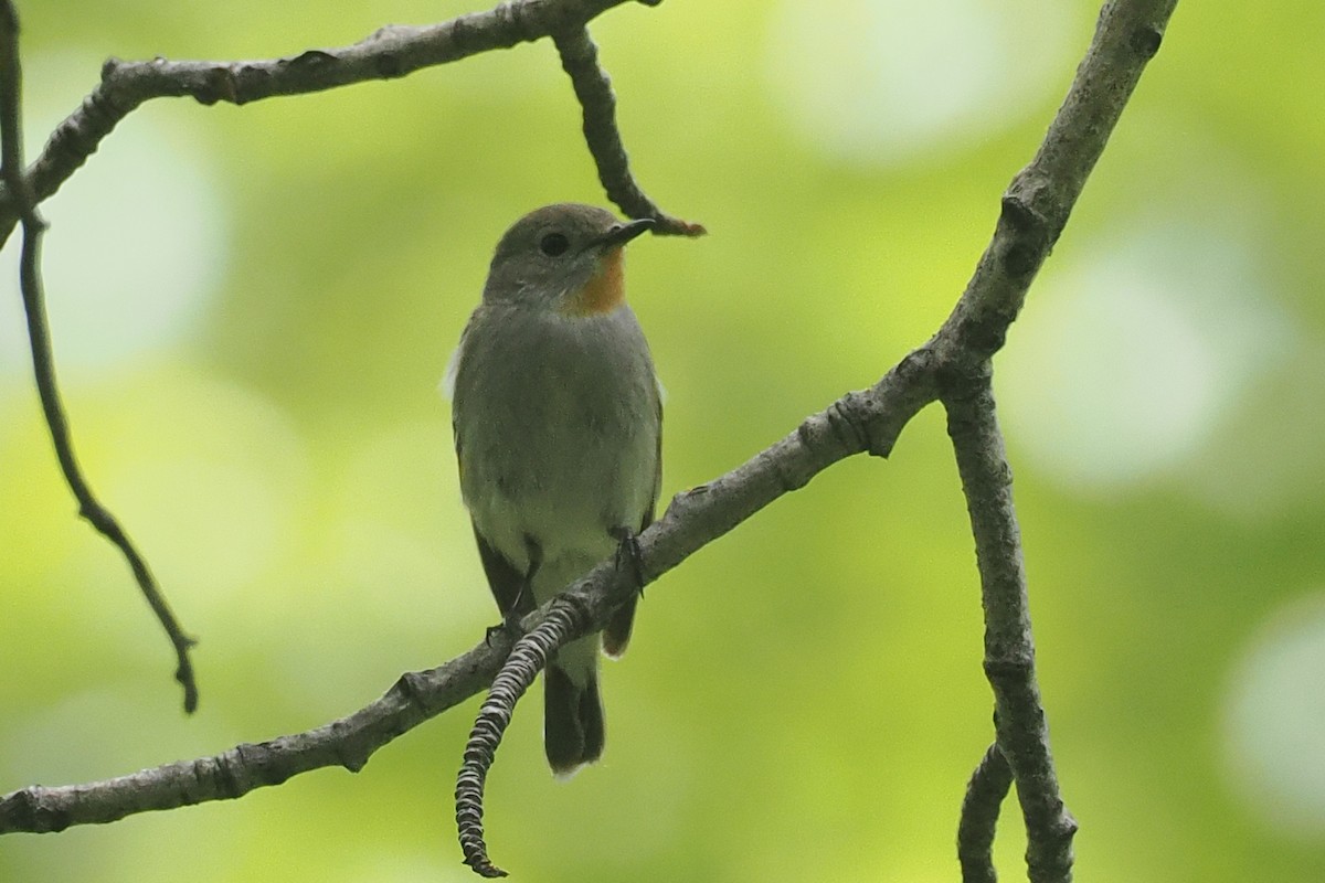 Taiga Flycatcher - ML638448848