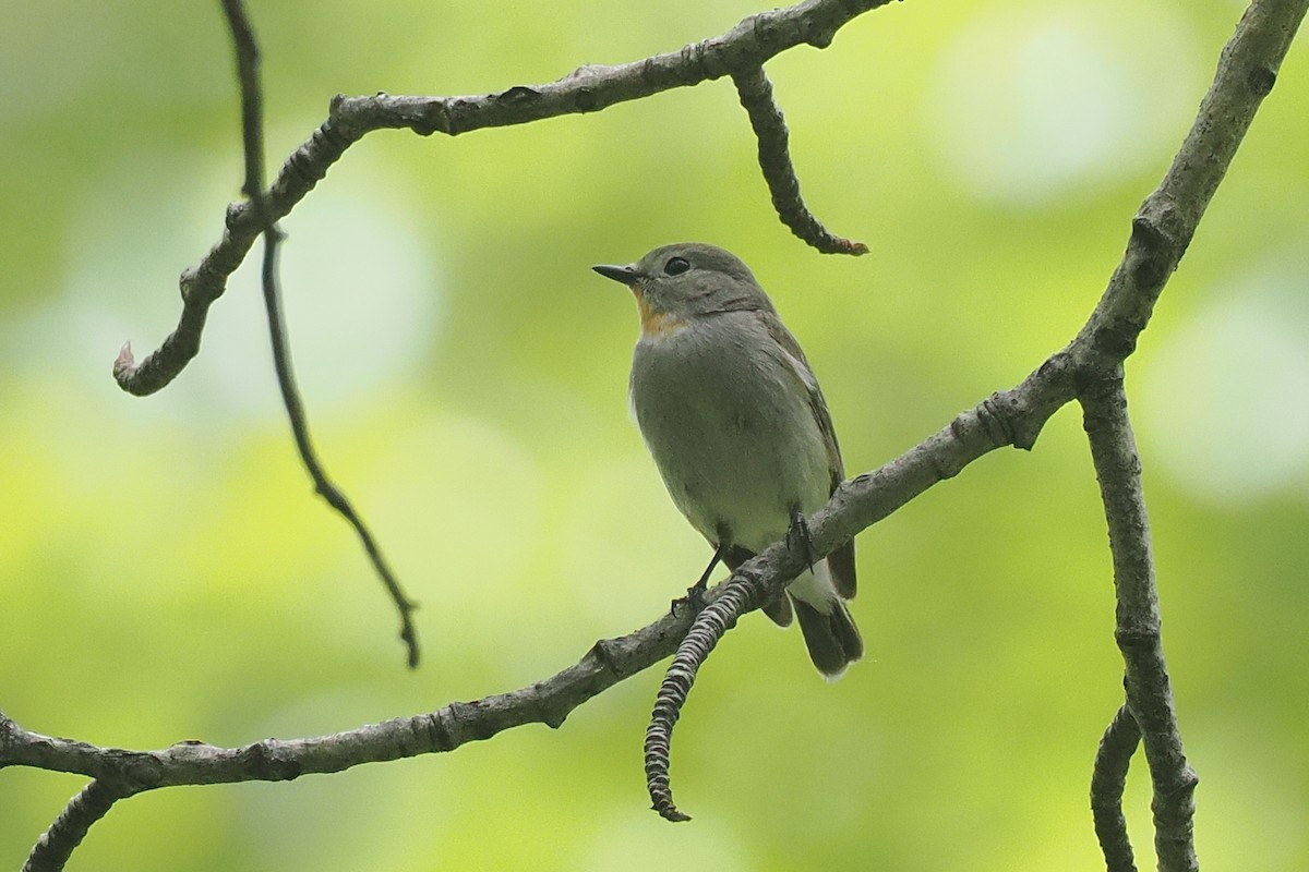Taiga Flycatcher - ML638448849