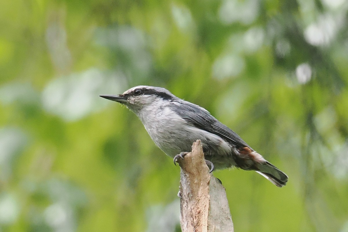 Garrapo eurasiarra - ML638448851
