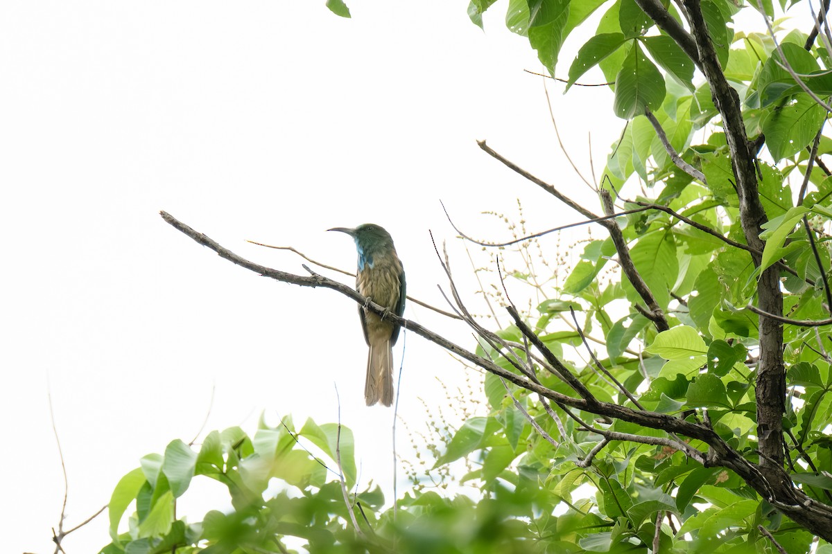 Blue-bearded Bee-eater - ML638448853
