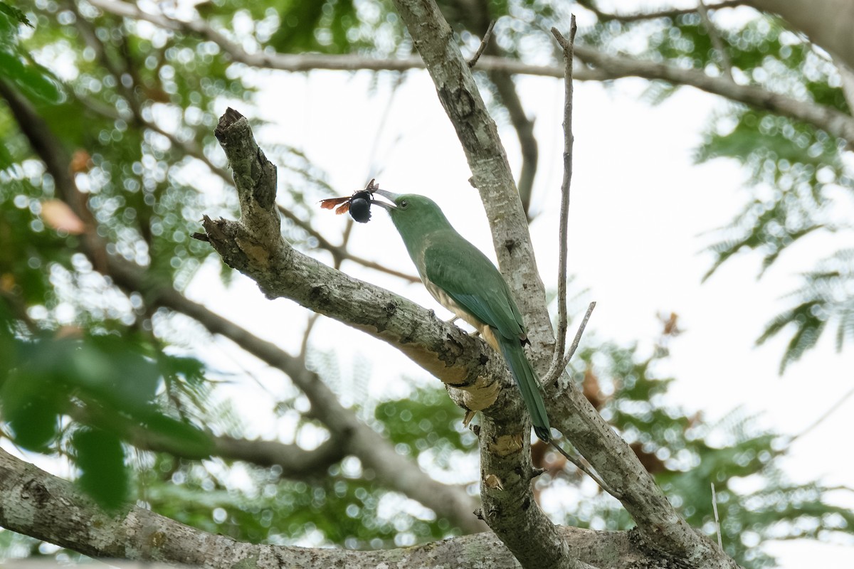 Blue-bearded Bee-eater - ML638448860