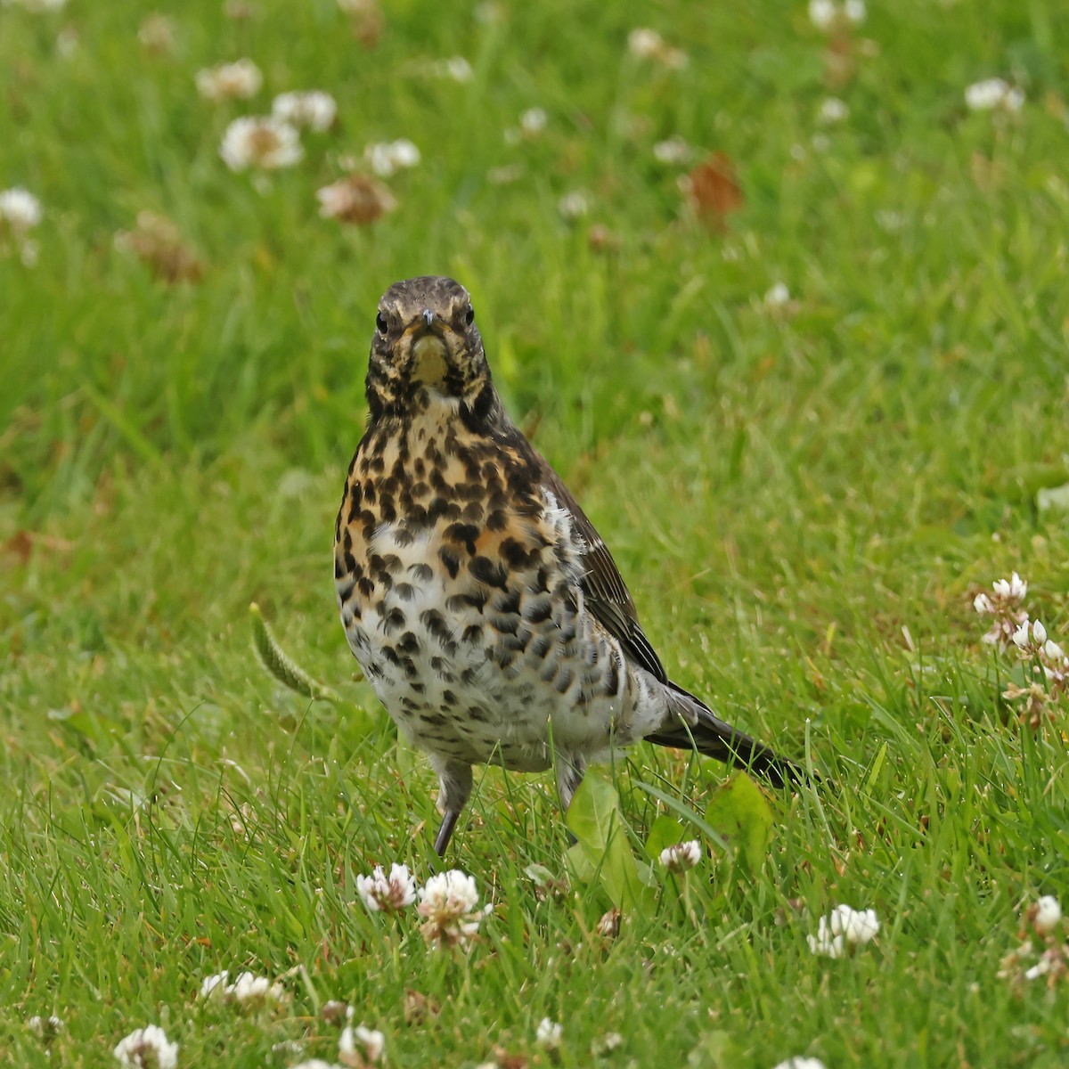 Fieldfare - ML638448888