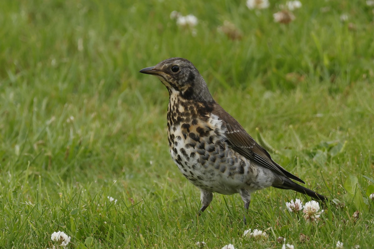Fieldfare - ML638448889