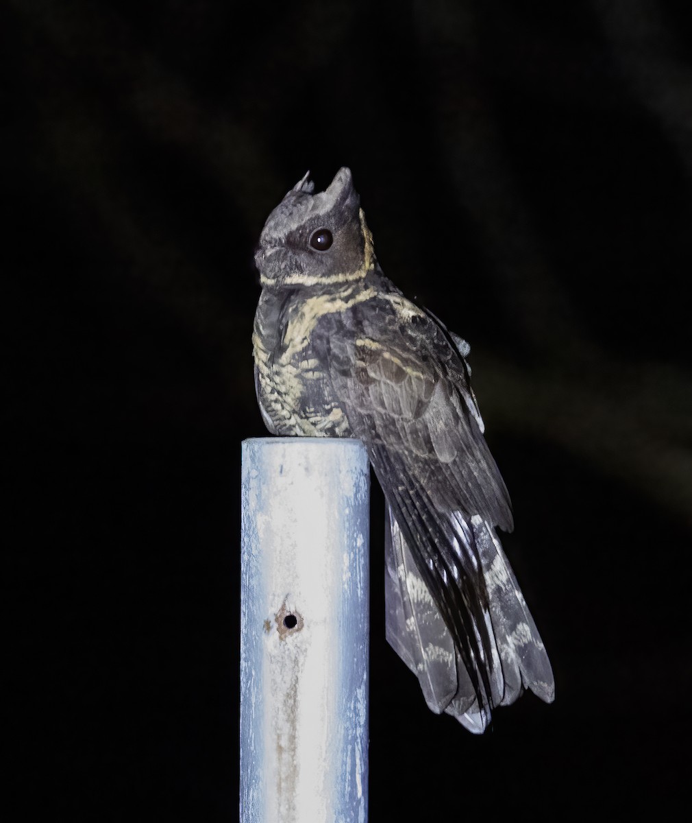Great Eared-Nightjar (Philippine) - ML638448899