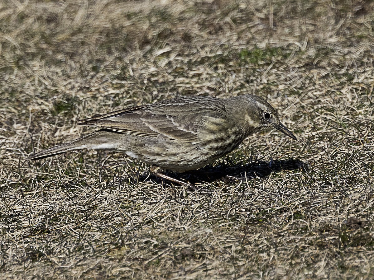 linduška skalní - ML638448924