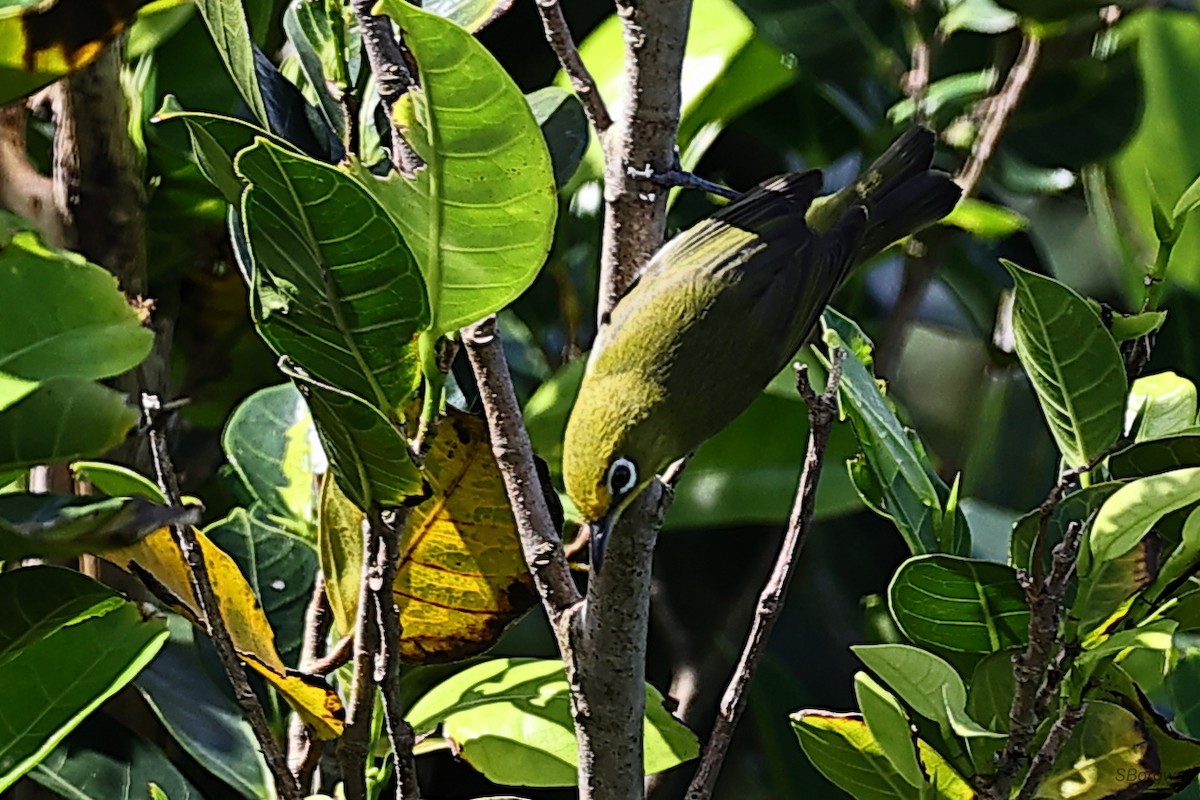 Lowland White-eye - ML638448928