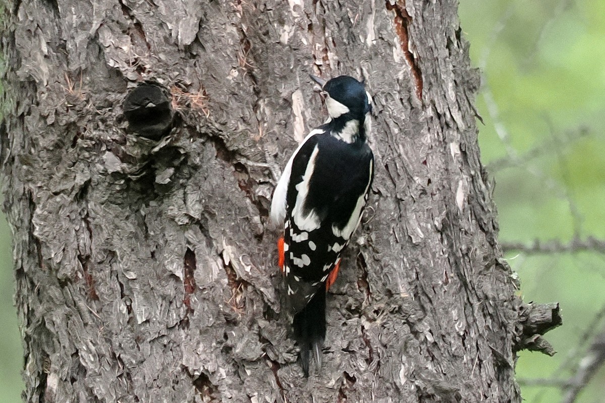 アカゲラ - ML638448946